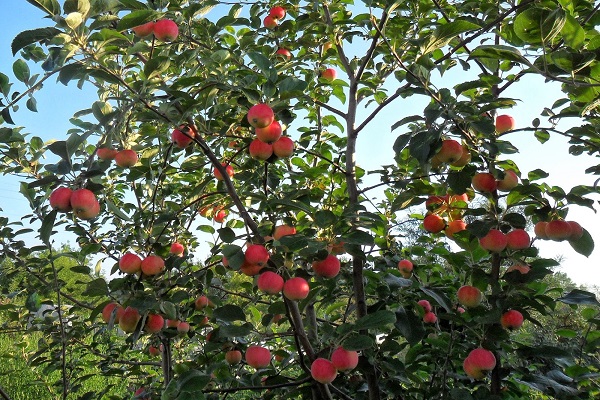 roślina jagodowa