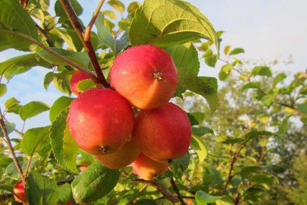mrozoodporność jabłek