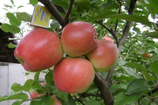 χαρακτηριστικά της μηλιάς
