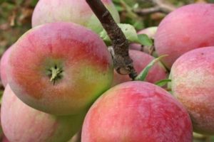Description and characteristics of the Graf Ezzo apple tree, advantages and disadvantages, yield