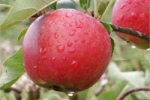 Beschrijving van de Katya-appelvariëteit en de geschiedenis van het fokken, voor- en nadelen, opbrengst