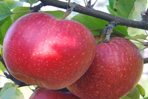fruits madurs
