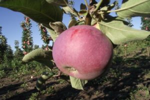 Beschrijving van de zuilvormige appelvariëteit Favorit, voor- en nadelen