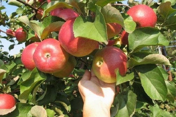  jabłonie Korah