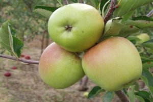 Description de la variété de pomme Korey et caractéristiques, rendement et historique de sélection
