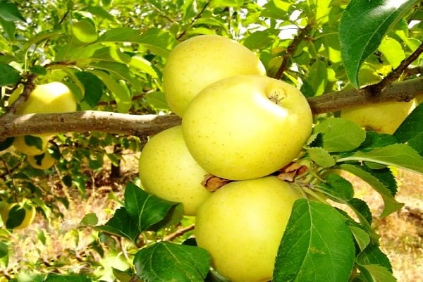 Apfelbäume tragen Früchte