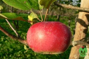 Popis odrůdy jablek Kortland a její vlastnosti, historie rozmnožování a výnos