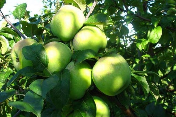 Veličina jabučnog stabla