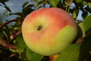 Descripció detallada i característiques principals de la varietat de poma Martovskoe