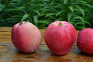 Detalizēts ābolu šķirnes Nastenka apraksts un īpašības