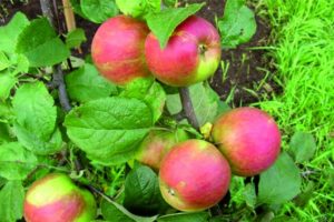 Description et caractéristiques de la variété de pomme Orlovskoe Polesie, culture