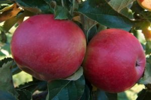 Description of apple variety Memory to the Warrior, characteristics of fruits and resistance to diseases