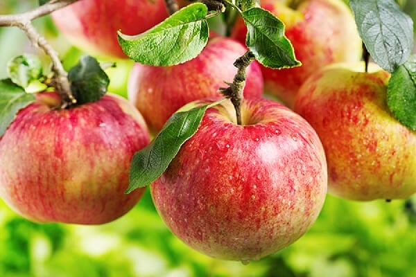 แอปเปิ้ลต้นไม้ pervouralskaya