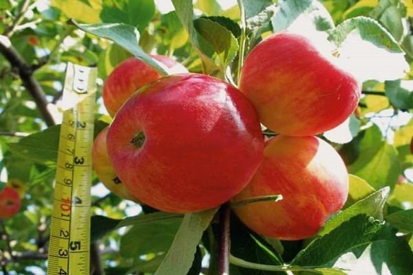 înălțimea fructelor