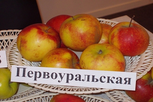 Obst ausgestellt