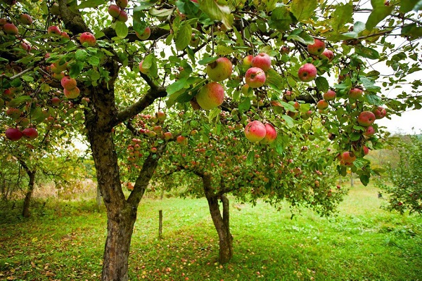 bellissimo albero di mele