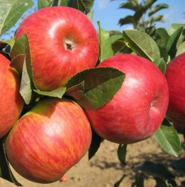 pinova stabla jabuka