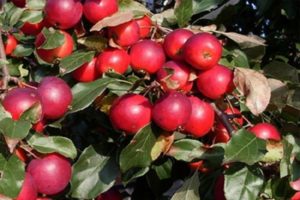 Beschreibung der Sorten und Merkmale der Pionerka-Apfelsorte, der Regeln für den Anbau in den Regionen