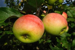 Descripción de la variedad de manzanos Pobeda (Chernenko) y características de rendimiento.