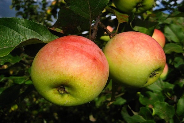 أشجار التفاح النصر