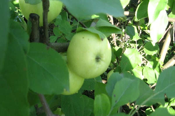 Elma ağacı kardelen