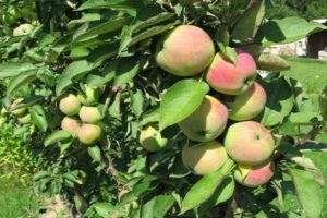 Descripción de la variedad de manzanos enanos Snowdrop, características de rendimiento y regiones de crecimiento.