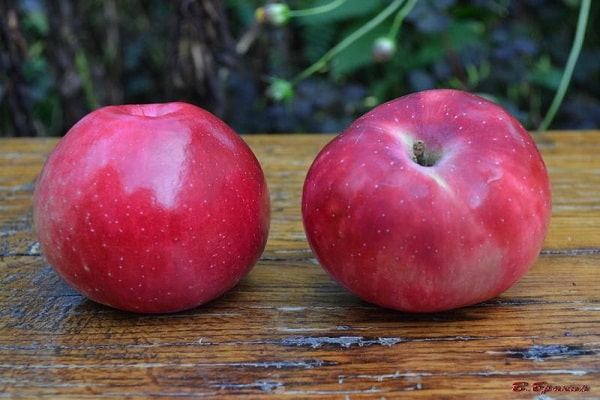 características de la manzana