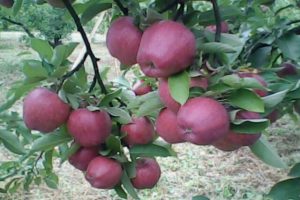 Caratteristiche e descrizione della varietà di mele Richard, resistenza al gelo e applicazione