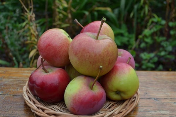 ฤดูใบไม้ผลิต้นแอปเปิ้ล