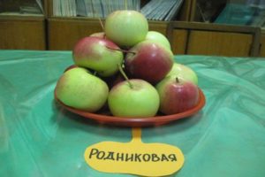 Descripción de la variedad de manzanos Rodnikovaya, rendimiento y cultivo.