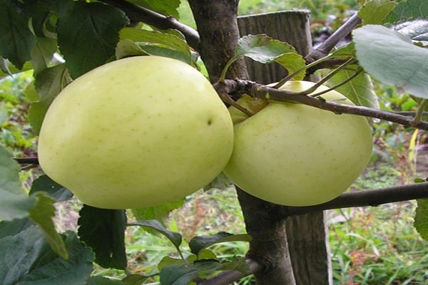Venäjän omenapuu