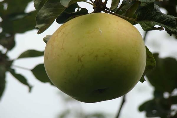 einsamer Apfel