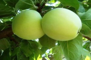 Beskrivelse af variationen af ​​æbletræer Rossiyanka, karakteristika for vinterhårdhed og udbytte