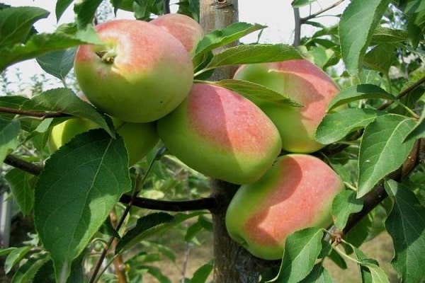 jablkový rozmarín