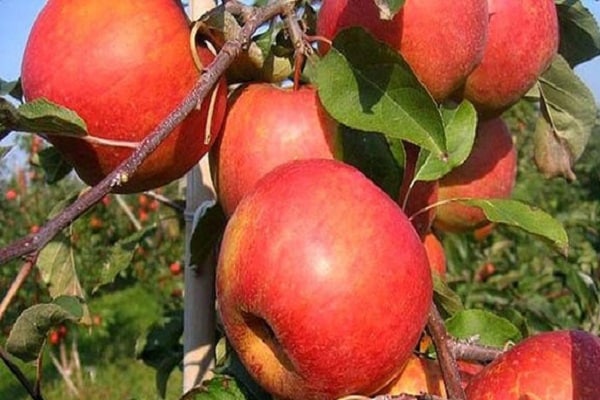 elma ağacı Yakut