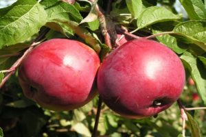 Beschrijving van de Rubin-appelvariëteit, kenmerken van winterhardheid en beoordelingen van tuinders