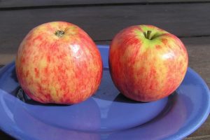 Opis odrody jabloní Sazenice Titovki, história výberu a hodnotenie ovocia