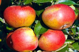 Opis a charakteristika odrody jabloní Sweet Nega, ukazovateľov výnosu a recenzií záhradníkov