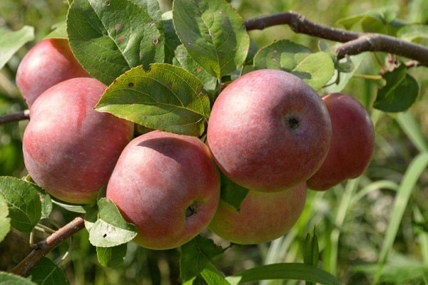 ripening at fruiting