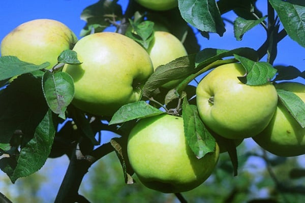 Mărul Slavianka