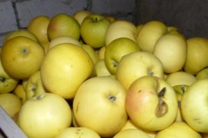 Karakteristika ved variationen af ​​æbletræer Slavyanka, dyrkningsregion og udbyttebeskrivelse