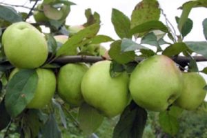 Características de la variedad de manzana Sokolovskoye, descripción de los frutos, rendimiento y resistencia al invierno.