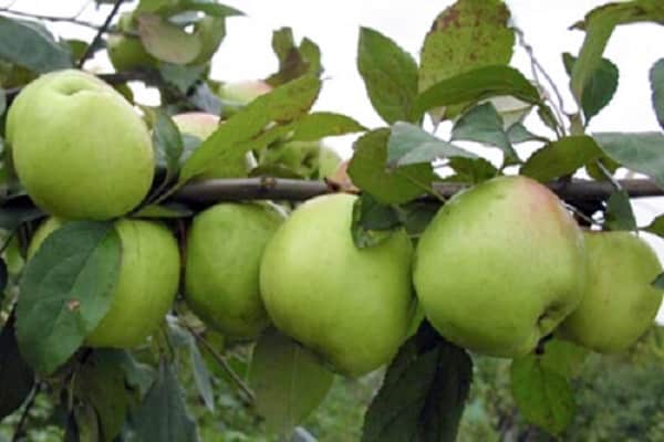 varietà di mele