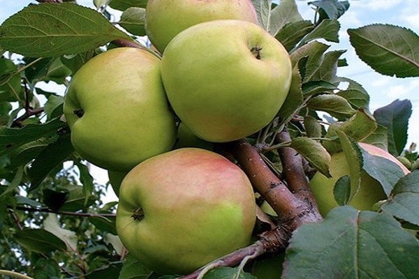 δέντρο μηλιάς sokolovskoe