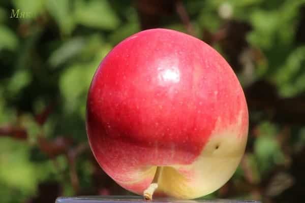 odroda jabĺk