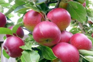 Beschrijving van de variëteit aan appelbomen Super Prekos, teelt en opbrengst