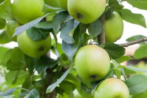 Опис сорте јабуке Свердловцханин, предности и недостаци, зрења и плодовања