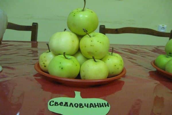 ต้นไม้แอปเปิ้ล sverdlovsk