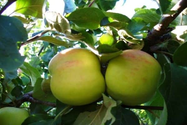 elma boyutları