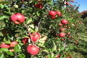 Charakteristiky a opis odrody jabĺk Topaz, kultivácie a úrody